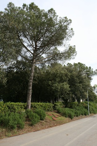 Monumento ai soldati neozelandesi, immerso nella natura, onora il sacrificio dei soldati durante le guerre.