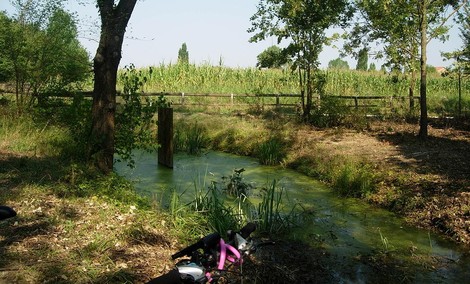 Un tranquillo paesaggio naturale con un canale d'acqua e vegetazione circostante, alberi e un campo di mais sullo sfondo.
