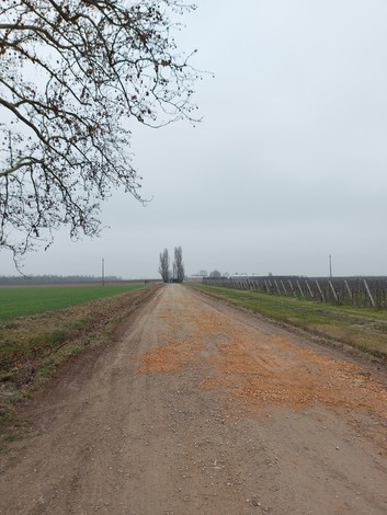 Strada sterrata che conduce al Monumento all'eccidio del Palazzone, immersa nel paesaggio agricolo.