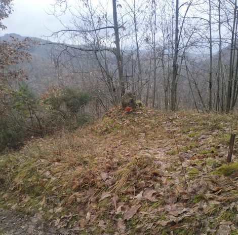 Paesaggio autunnale con alberi spogli e terreno coperto di foglie secche, suggestivo di calma e natura.