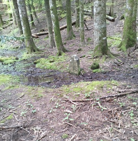 Cippo immerso nel bosco, circondato da alberi e vegetazione, simbolo di memoria storica.