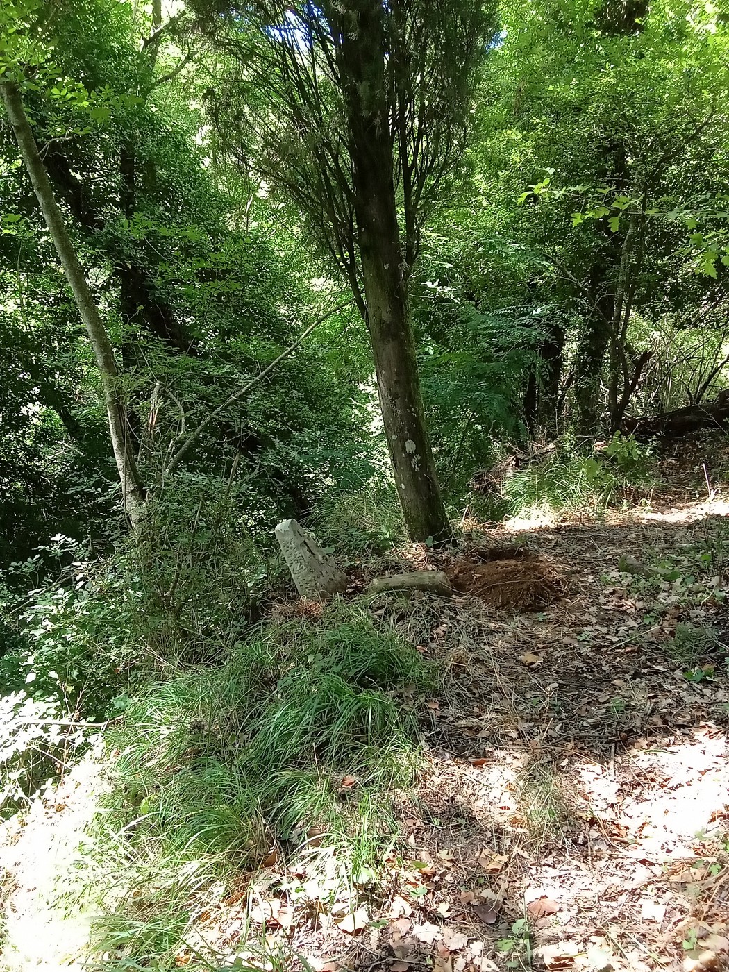 Cippo immerso nella vegetazione, circondato da alberi e fogliame in un ambiente naturale.