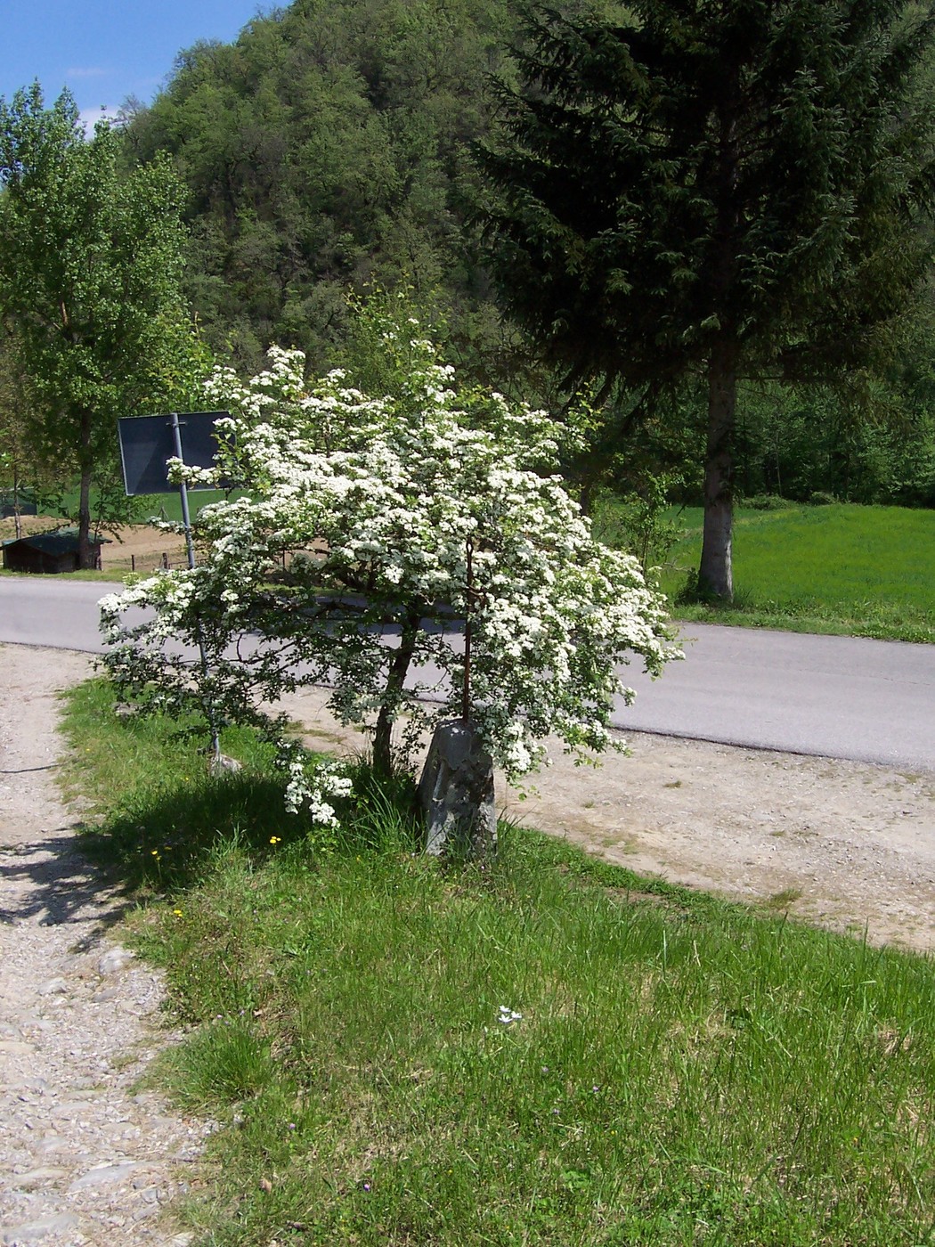 Cippo a Caccialupi, immerso nella natura, con fiori bianchi e scenari verdi circostanti.