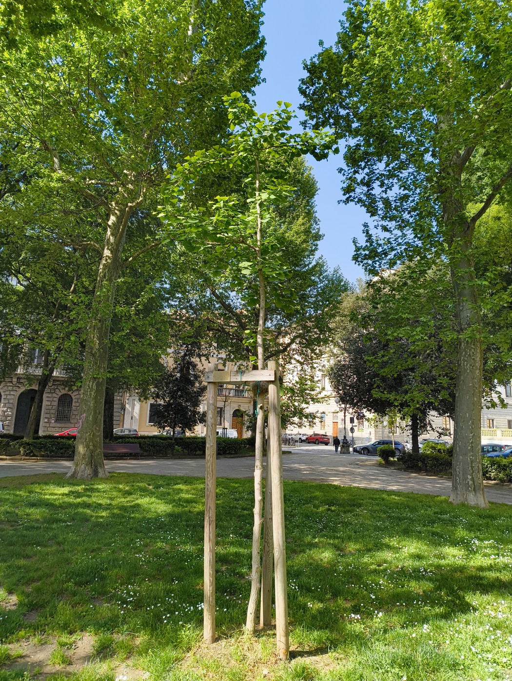 Ginkgo immerso nel verde di un parco, circondato da alberi e un clima sereno.