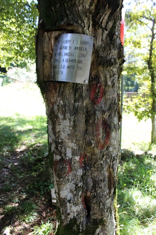 Il Monumento a Gotti è situato su un albero, immerso nella natura, con segni visibili sulla corteccia.