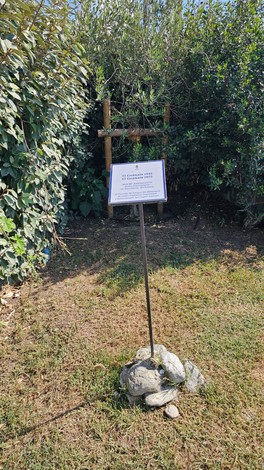 Olivo dedicato a De Simone e ai bambini deportati, circondato da vegetazione e pietre.