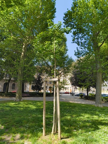 Ginkgo immerso nel verde di un parco, circondato da alberi e un clima sereno.