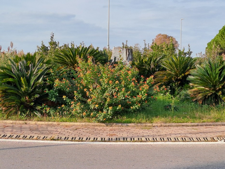 Cippo a Chittò circondato da piante e vegetazione in un'area verde ben curata.