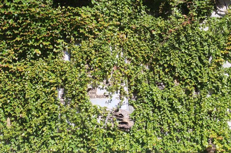 Lapide dell'Ansaldo Meccanico coperta da una fitta vegetazione verde.