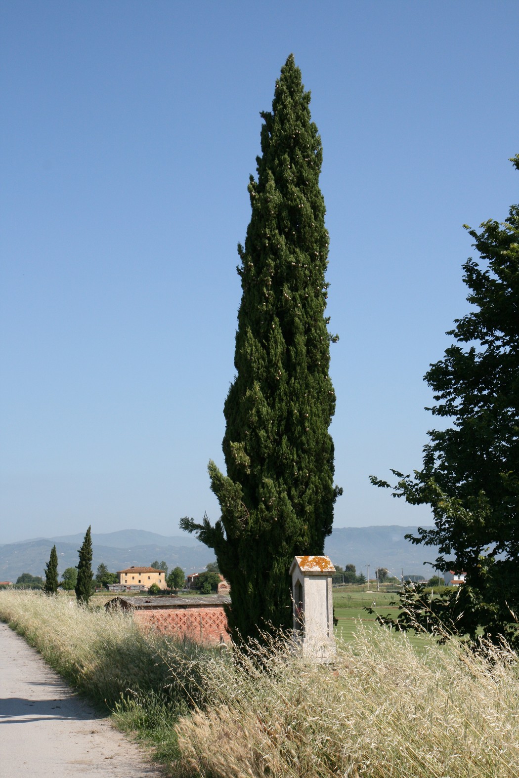 Tabernacolo che ospita una statua di Pellegrino e Rocco Cardelli, circondato da alberi e natura.