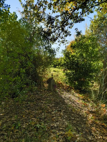 Cippo a Leoncini immerso nella vegetazione, circondato da foglie e alberi, in un'atmosfera di tranquillità.