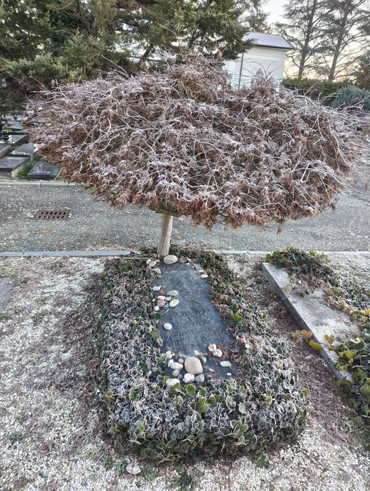 Sepolcro di Levi con albero secco e bordura di piante ornamentali in un contesto silenzioso e suggestivo.