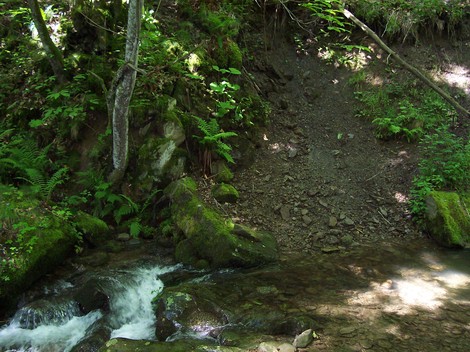 Scorcio naturale delle Croci di Carbonettoli, caratterizzato da un torrente e un bosco verdeggiante.