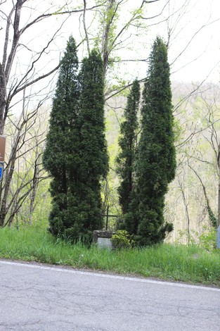 Cippo a Ciampelli con alberi di cipresso che si ergono lungo una strada circondata dalla natura.