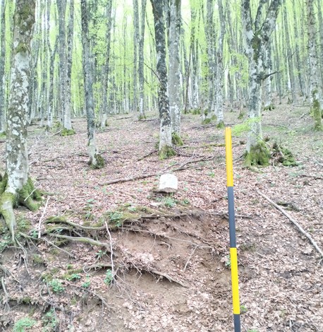 Cippo dedicato a un partigiano, immerso in una foresta con alberi e fogliame verde.