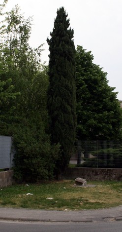 Cippo a D'Angela, monumento circondato da alberi e vegetazione in un'area pubblica.