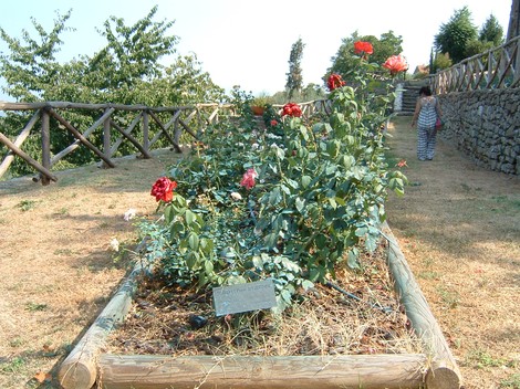 Un vivace giardino di rose al San Pancrazio, con splendidi fiori e un'atmosfera serena e naturale.