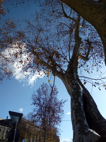 Albero maestoso contro il cielo, con foglie autunnali e un'atmosfera serena.