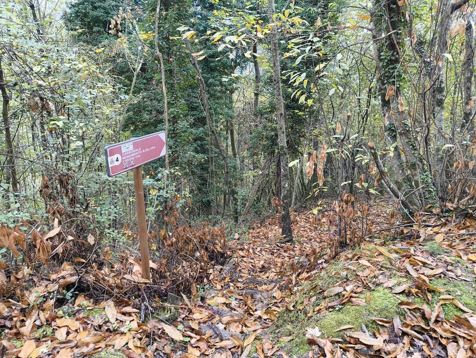 Sentiero immerso nella natura lungo l'itinerario di guerra e resistenza a Carbonale, ricco di storia e paesaggi.