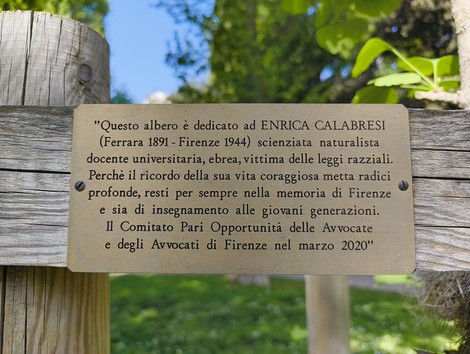Albero di Ginkgo dedicato a Enrica Calabresi, in memoria della sua vita e insegnamento a Firenze.