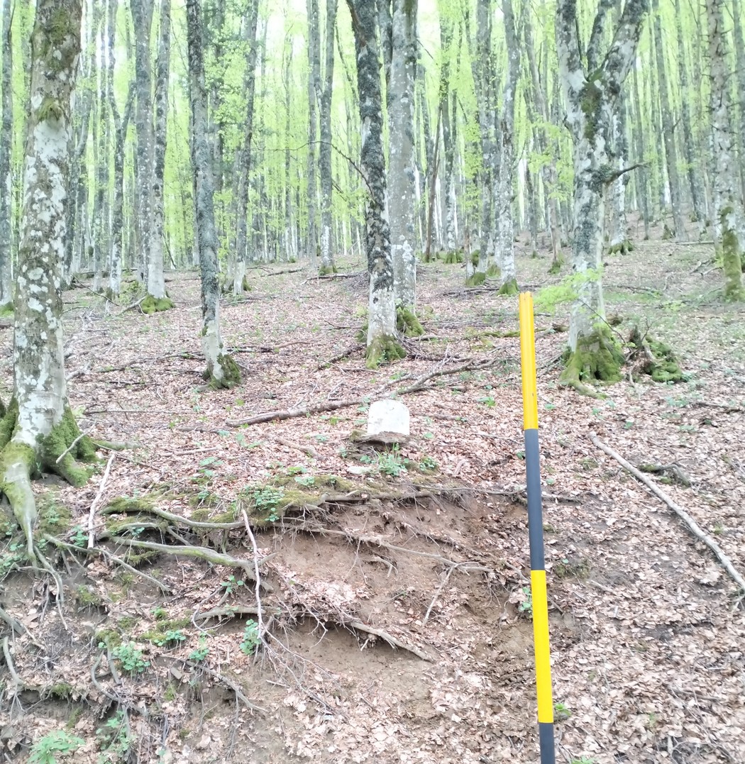 Cippo dedicato a un partigiano, immerso in una foresta con alberi e fogliame verde.
