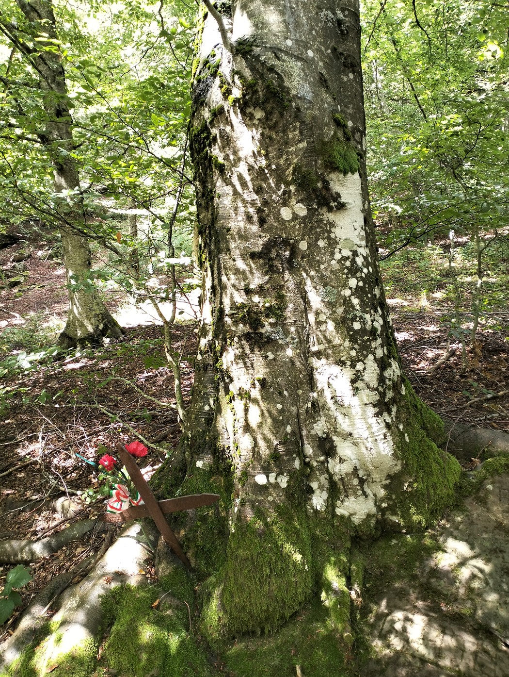 Croce a Bandelloni su un albero, circondata da natura verdeggiante e silenziosa. Trasmette un senso di pace.