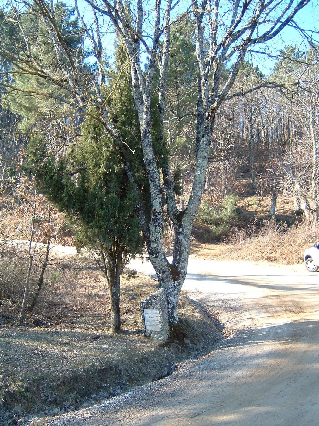 Cippo di Casa Gamberaia, luogo storico immerso nella natura, con alberi e strade sterrate circostanti.
