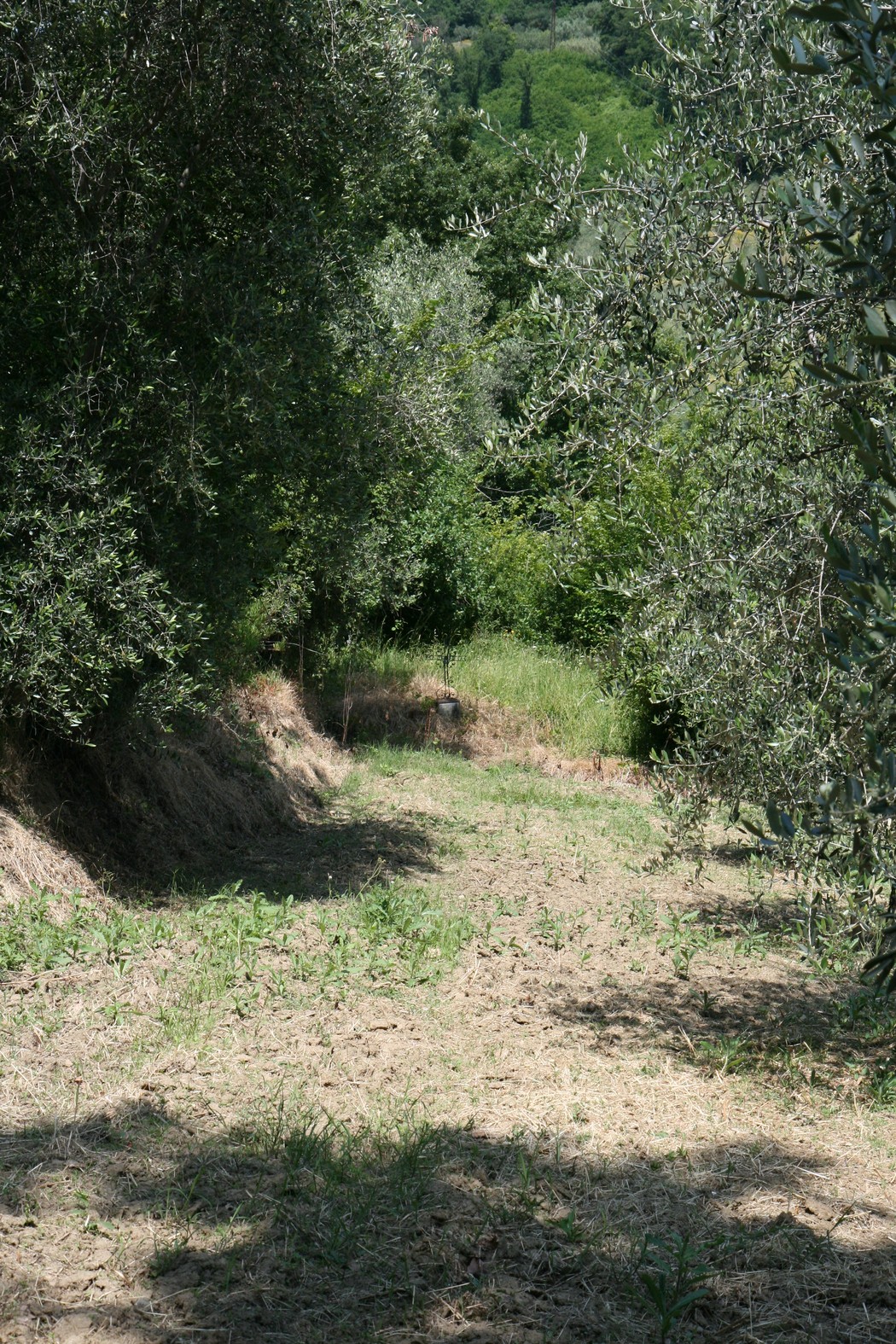 Cippo di Colle di San Gennaro, immerso nella natura, circondato da ulivi e vegetazione tipica della zona.