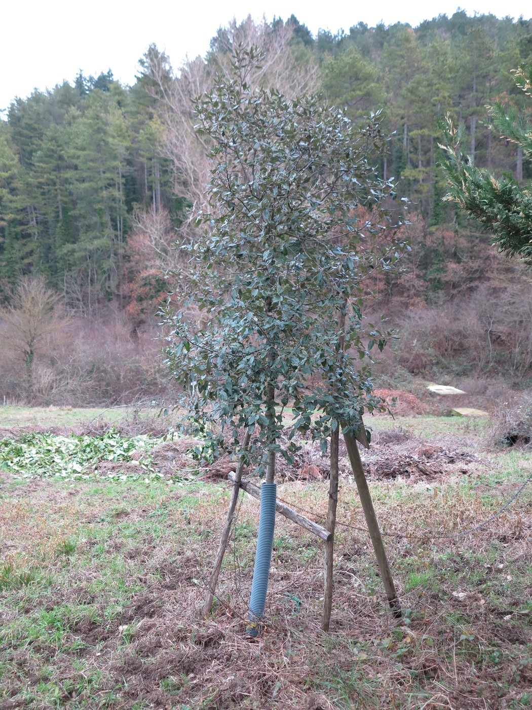 Leccio a Pitzalis, albero tipico con foglie verde scuro, immerso nella natura e circondato da un paesaggio boschivo.
