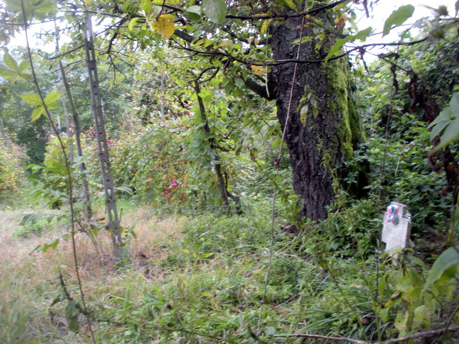 Cippo commemorativo immerso nella vegetazione, circondato da alberi e arbusti.