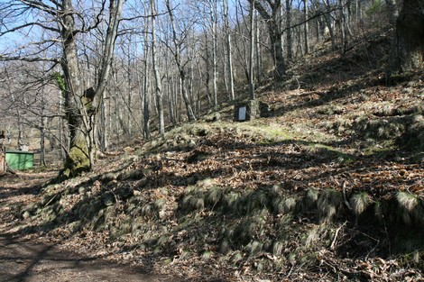 Monumento di Serra: esempio di storia e natura immerso in un bosco, tra alberi e vegetazione.