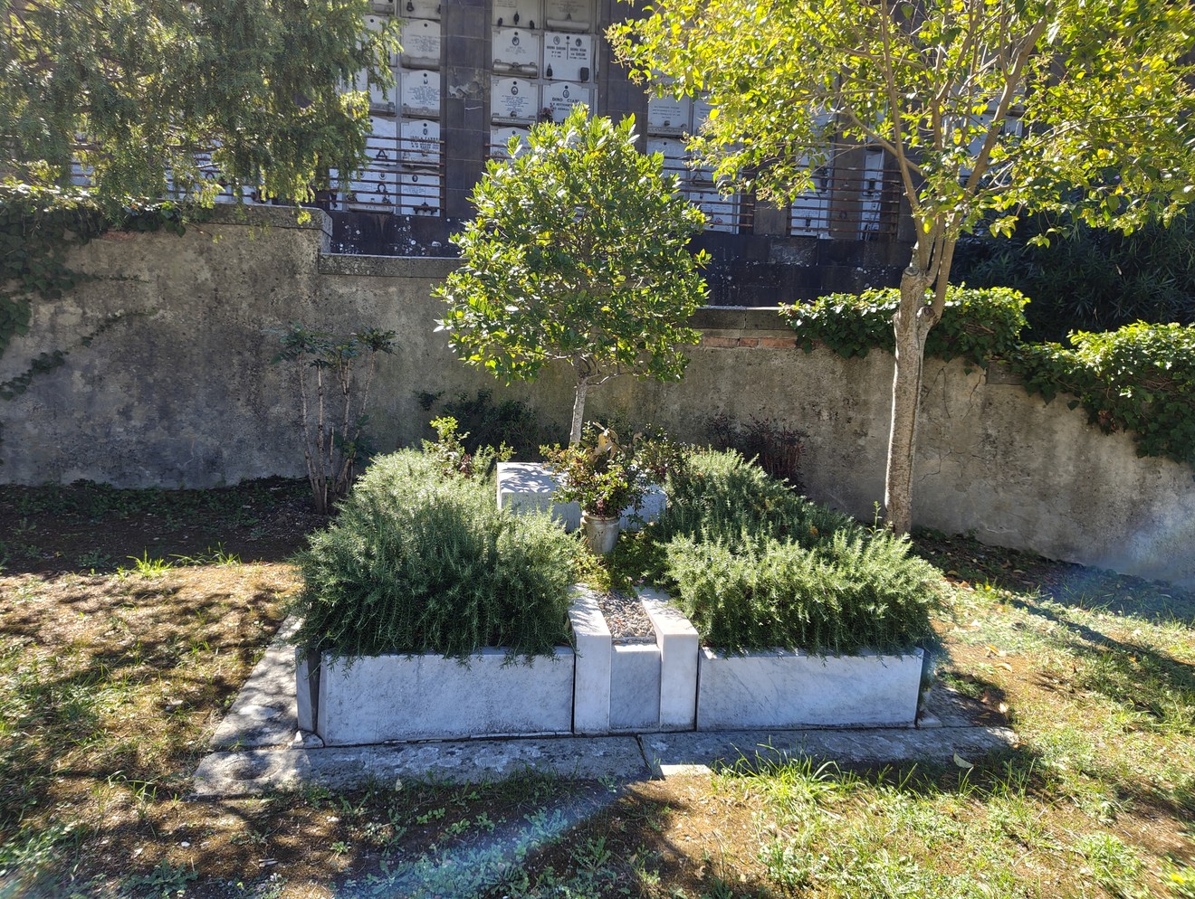 Sepolcro in pietra con iscrizione, circondato da arbusti, in un cimitero con muro di loculi sullo sfondo.