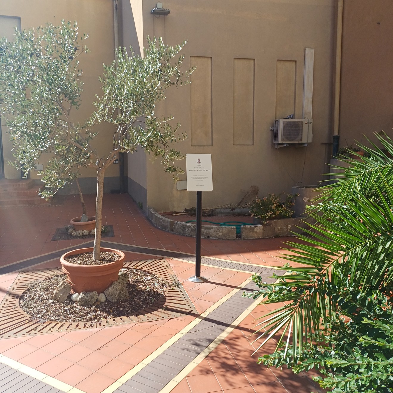Ulivo in vaso su cortile pavimentato, con targa su palo e piante accanto a una parete.