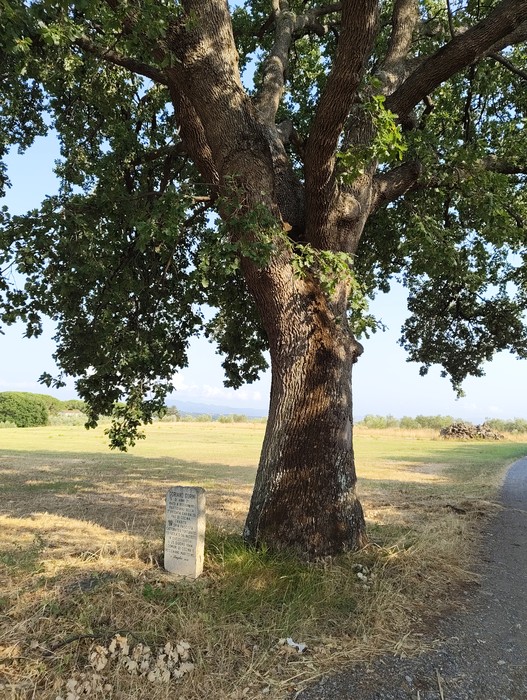 Cippo a Gorini, Comune di Cecina (LI), foto 2