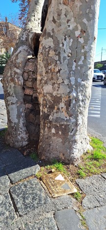 Pietra d'inciampo dell'arvulu rossu, incastonata in un tronco di albero. Memoria storica nel paesaggio urbano.