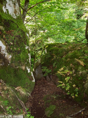 Sentiero tra alberi e rocce ricoperte di muschio, caratteristico del luogo delle Croci di Carbonettoli.