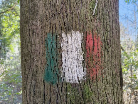 Albero con la bandiera italiana dipinta, simbolo del "Percorso Della Memoria" tra natura e storia.