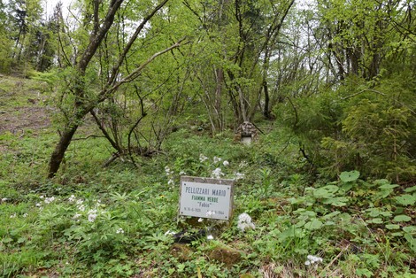 Cippo commemorativo di Pelizzari, immerso nella natura verde e lussureggiante.