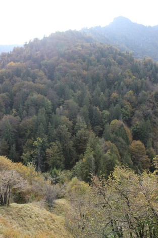 Vista panoramica di un bosco autunnale, con alberi di varie specie e tonalità di verde e oro.