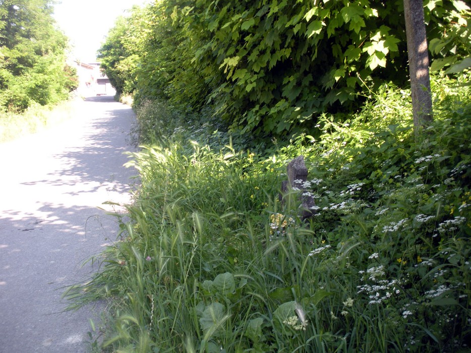 Sentiero immerso nella natura, con verde rigoglioso e vegetazione ai lati, che conduce verso la Croce a Molinelli.