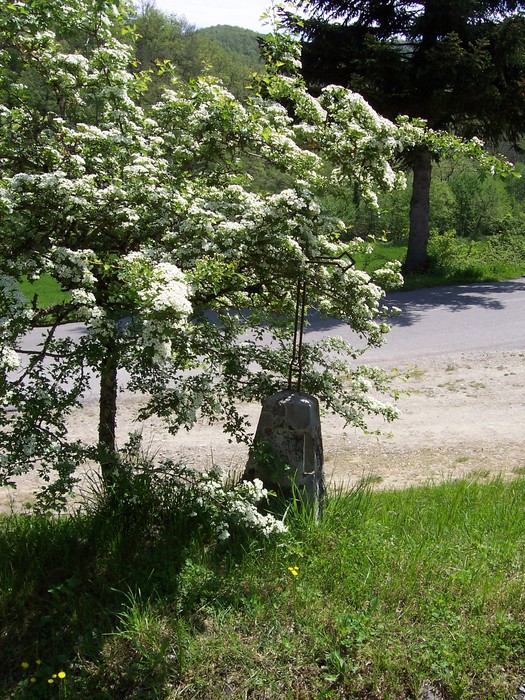 Cippo a Caccialupi, circondato da fiori e vegetazione, lungo una strada tranquilla.