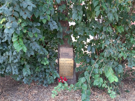 Cippo commemorativo circondato da vegetazione, dedicato al 40° e 50° anniversario della Resistenza.