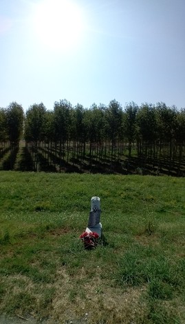 Cippo a Ghidini nel verde, circondato da alberi e luminoso cielo azzurro.