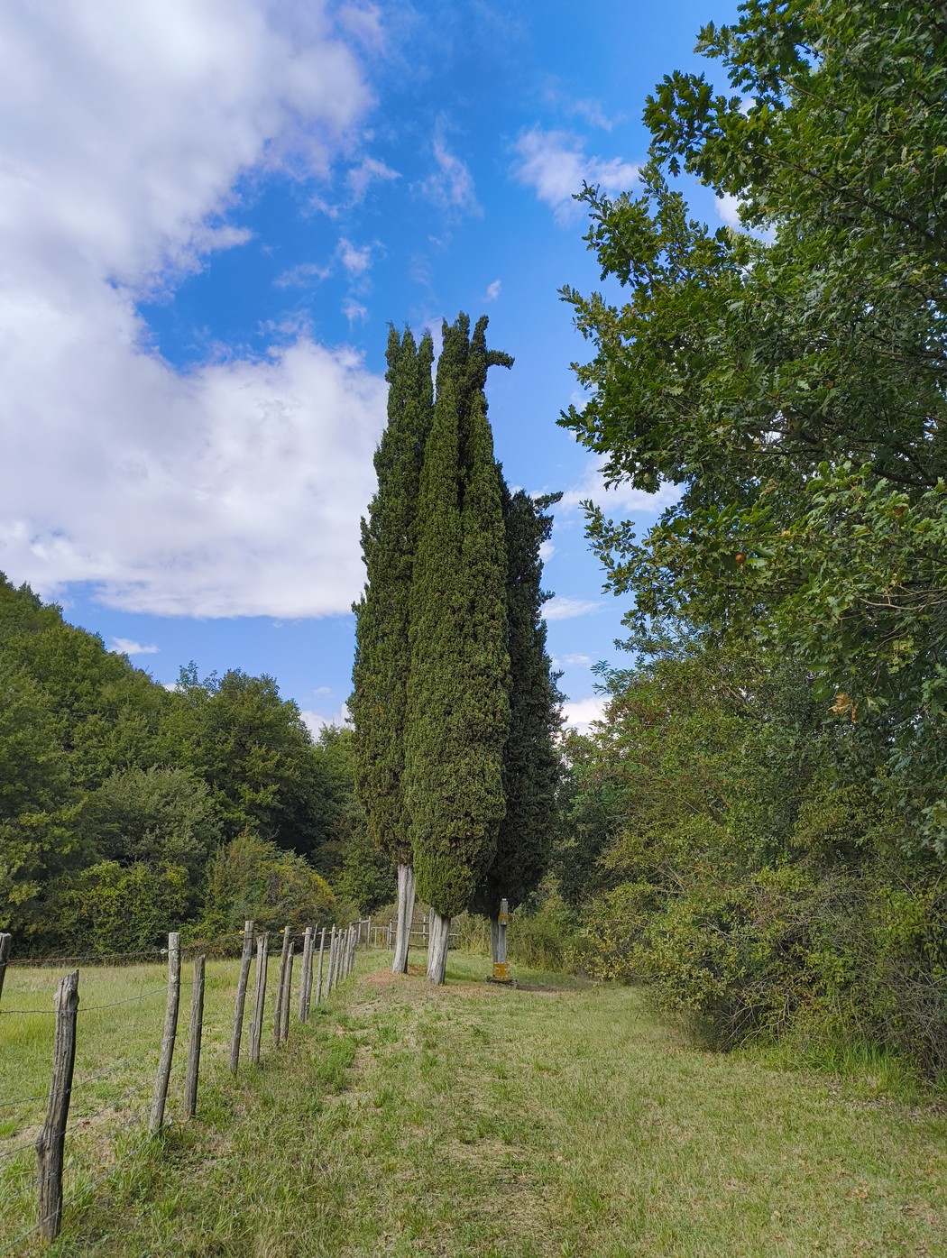Immagine di cipressi che si ergono verso il cielo in un paesaggio naturale sereno e verde.