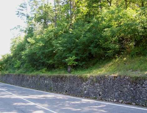 Cippo commemorativo ai fratelli Romolini, circodato da vegetazione, lungo una strada.