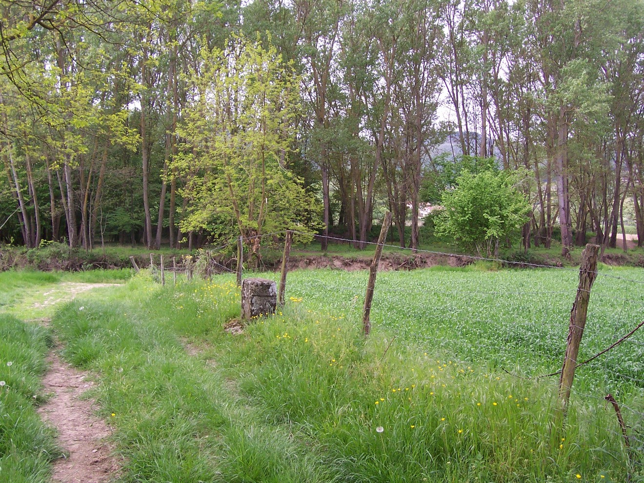 Un tranquillo paesaggio naturale con un cippo, circondato da alberi e un campo verde.
